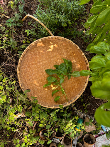 Shallow Winnowing Basket
